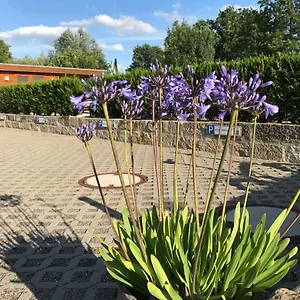 Kaitzbach-idylle Appartement